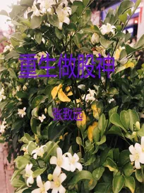 Truyện Trọng Sinh Tố Cổ Thần